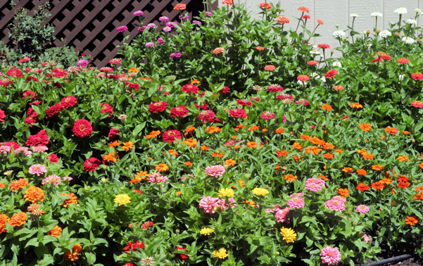 Zinnias!